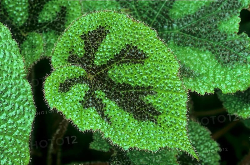 Iron Cross Begonia