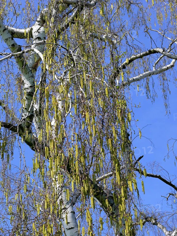 Birch tree