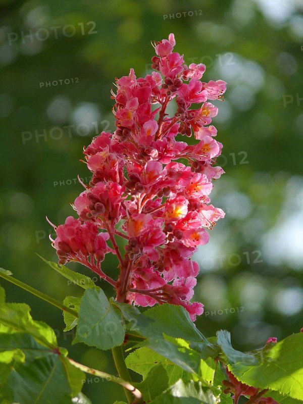 Red-flowered Horse Chestnut