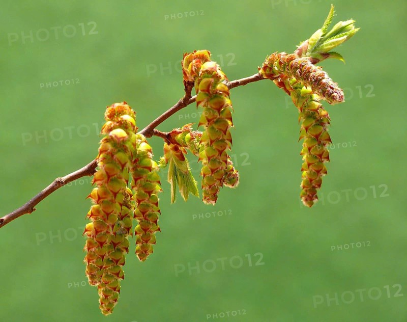 Alder catkin