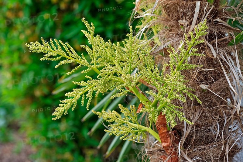 Hemp Palm
