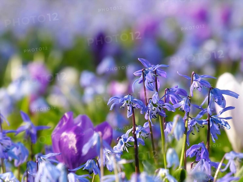 Alpine squill