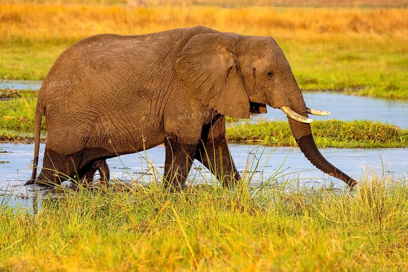 African elephant