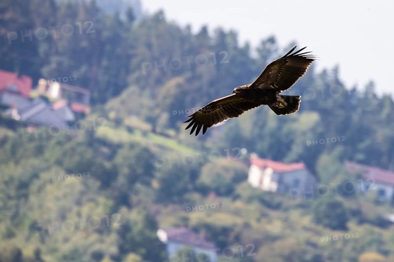 Lesser spotted eagle