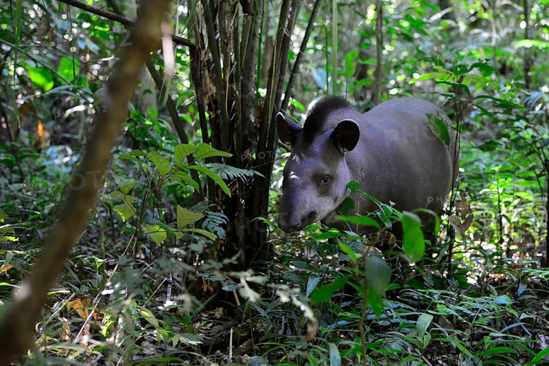 Lowland tapir