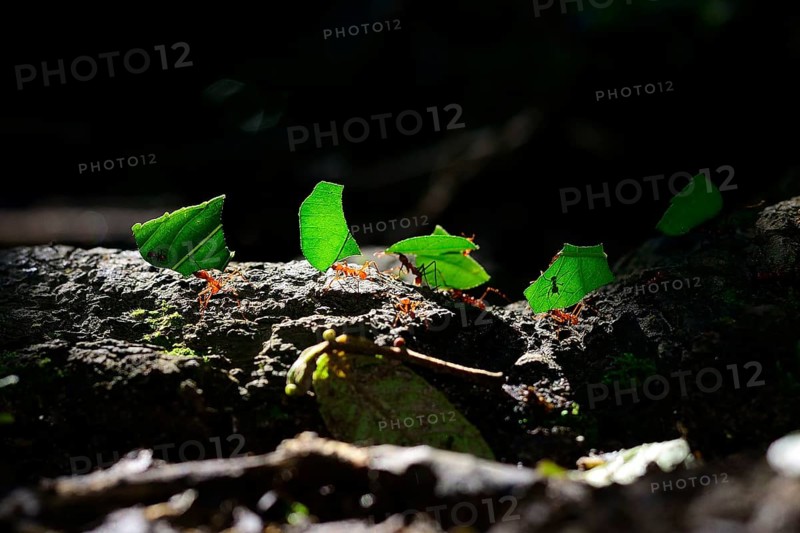 Leaf-cutting ants
