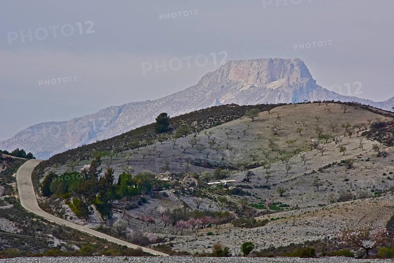 Almond plantation in the mountains with La Muela mountain