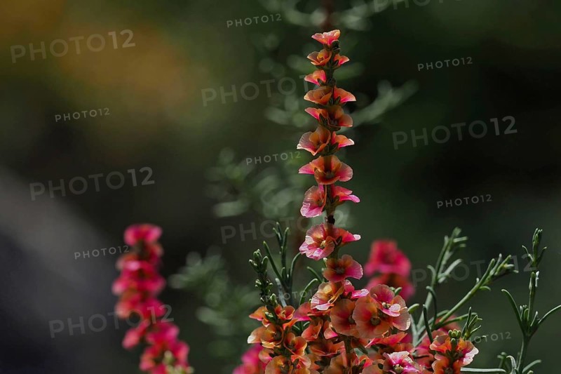 Andalusian weed