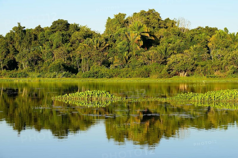 Jungle reflected in the water of Lago San Fernando