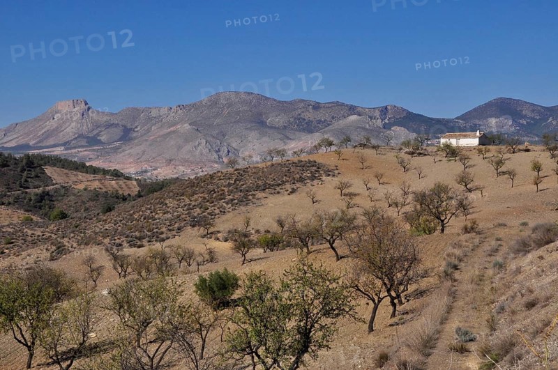 Whitewashed farmhouse with mountain La Muela in almond plantation in front of mountain wall