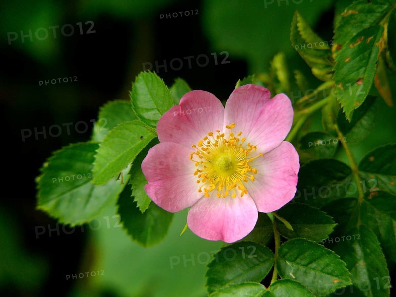 Dog rose