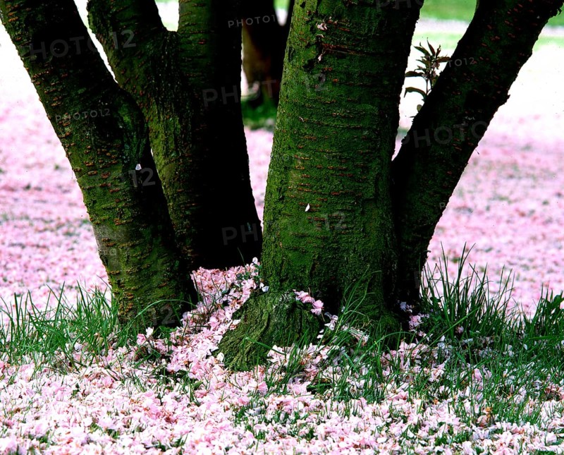 Japanese cherry tree