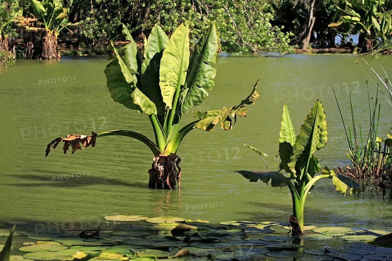 Elephant Ear taro