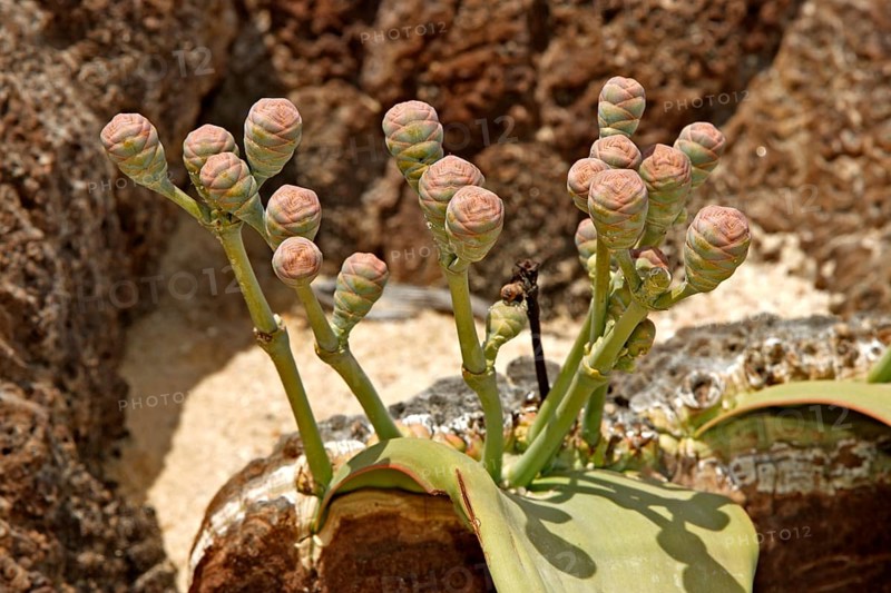 Welwitschia Plant Welwitschia mirabellis female Namib Desert Namibia