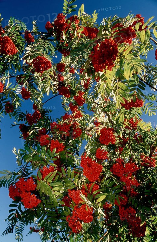 European rowan