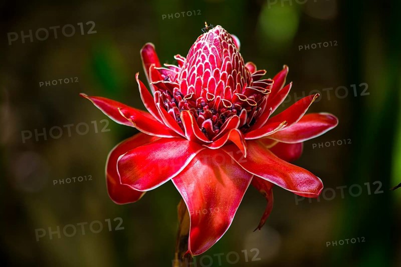 Torch ginger