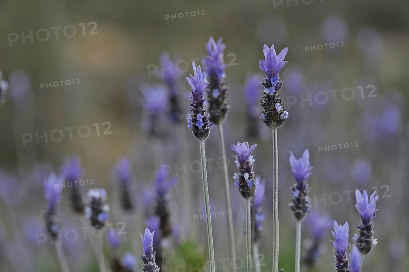 Wild lavender
