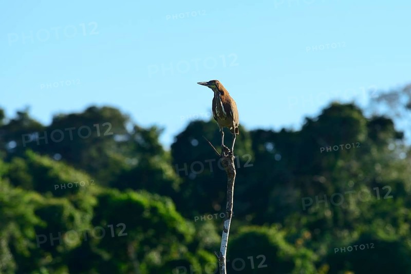 Rufescent tiger heron