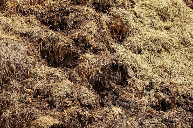 Dung heap