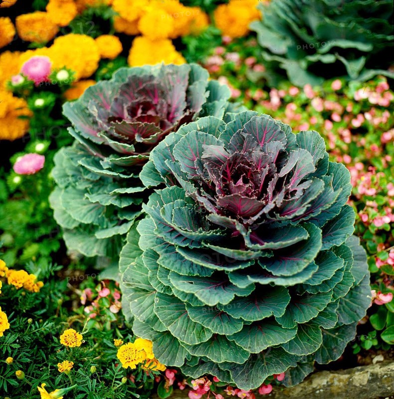 Ornamental kale