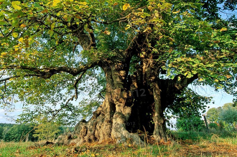 800 year old lime tree