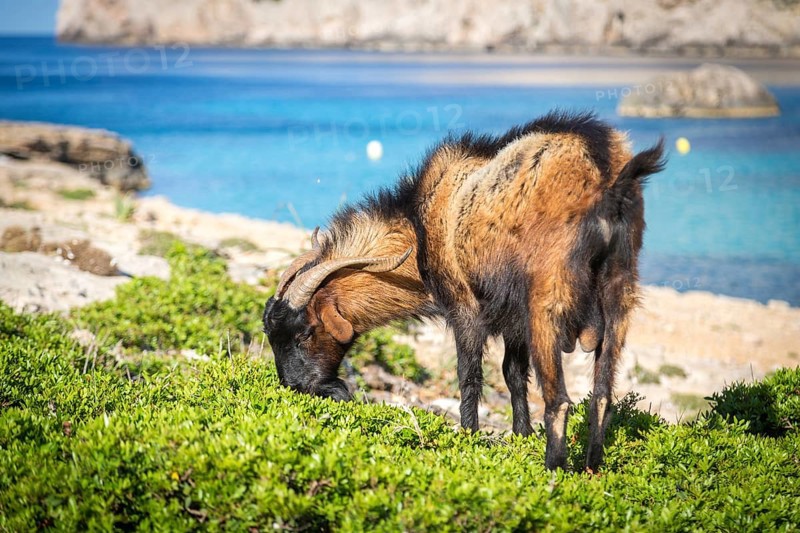 Male wild domestic goat