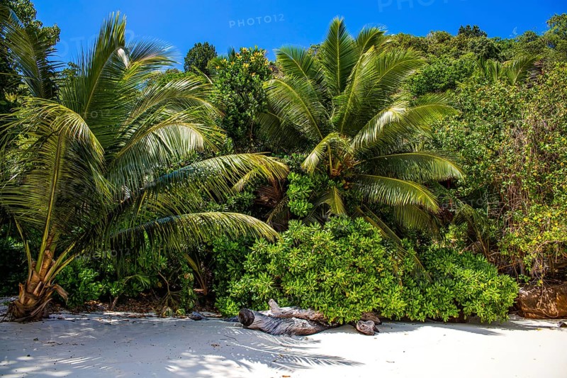 Palm trees on Petite Anse beach with granite rocks