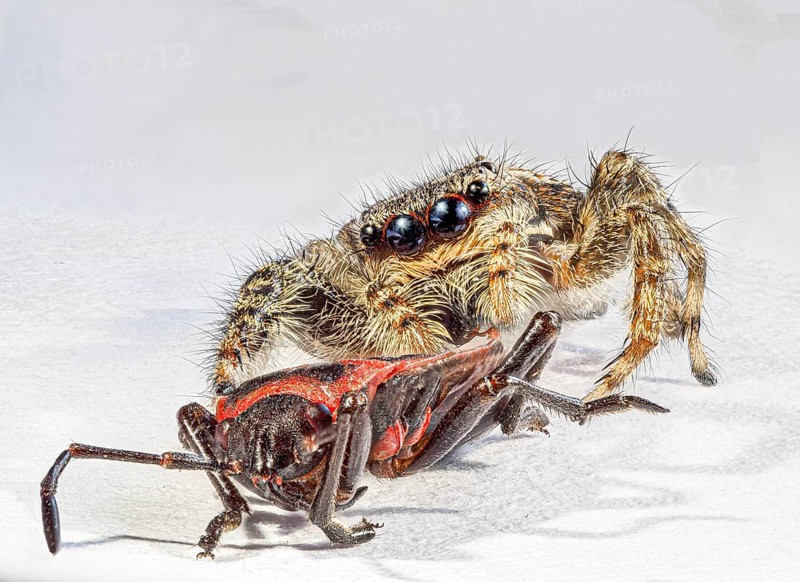 Fire bug