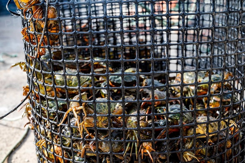 Many of the small green crabs are in the basket in the harbor in Alvor
