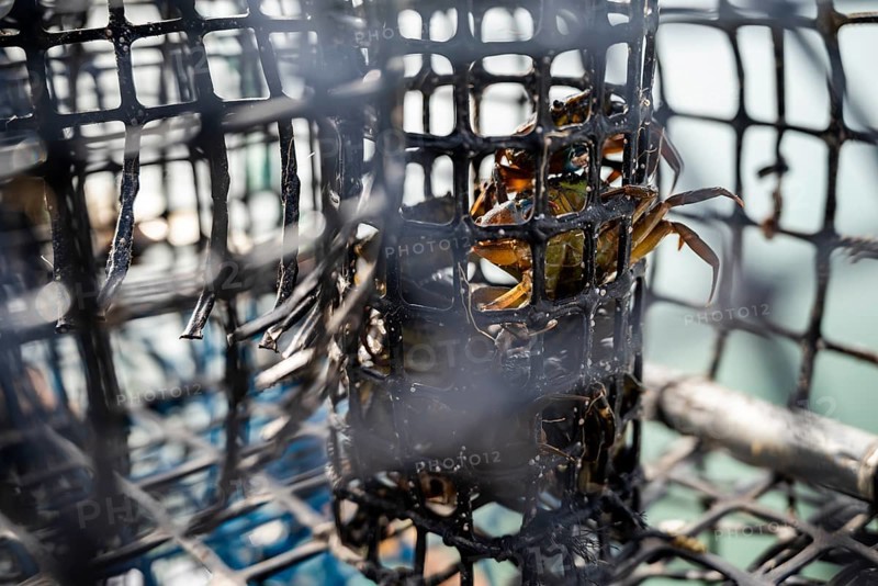 Small crabs used as bait in octopus traps in Alvor