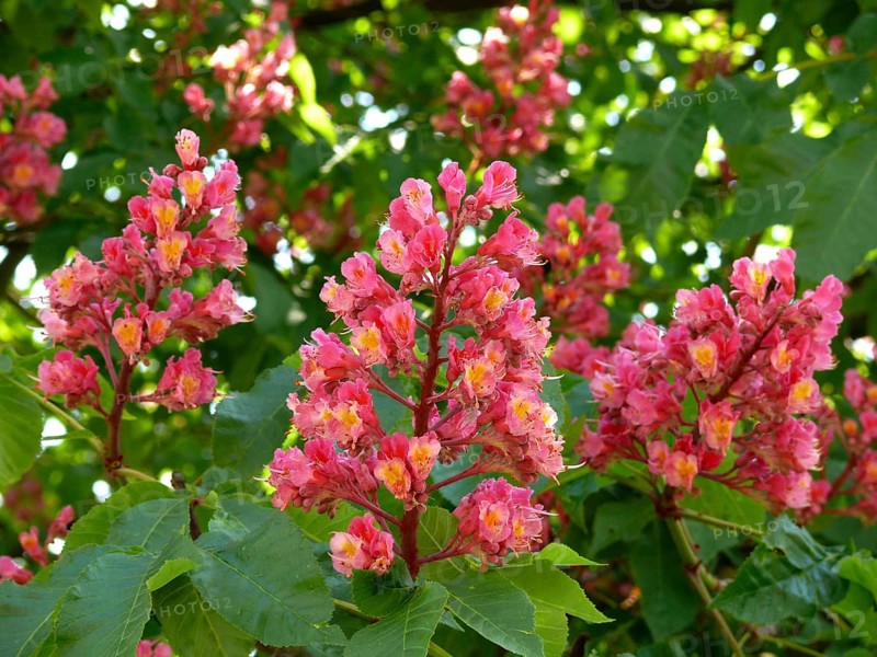 Red-flowered Horse Chestnut