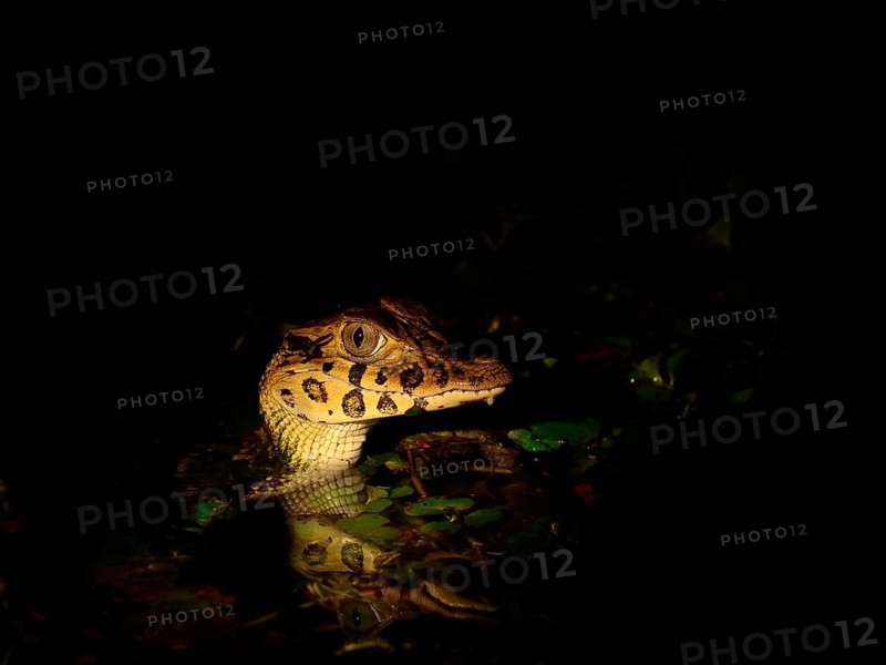 Young yacare caiman