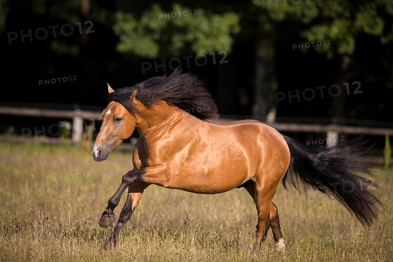 Pura Raza Espanola stallion dun with blowing mane in exuberant gallop on pasture