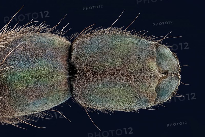 Underside of a spider's foot