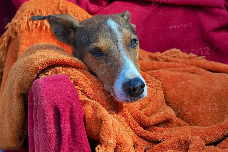 Resting male Galgo wrapped in blankets