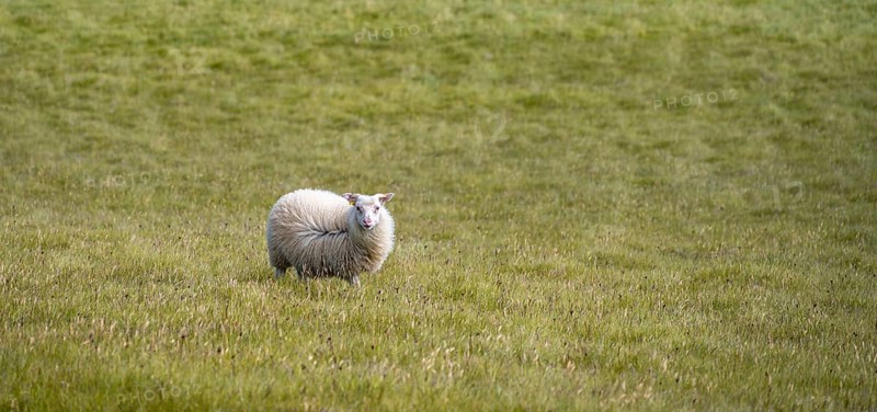 Single sheep in a meadow
