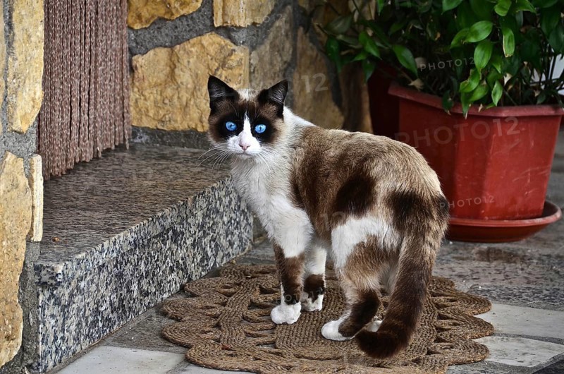 Blue-eyed mixed Siamese cat in front of house entrance