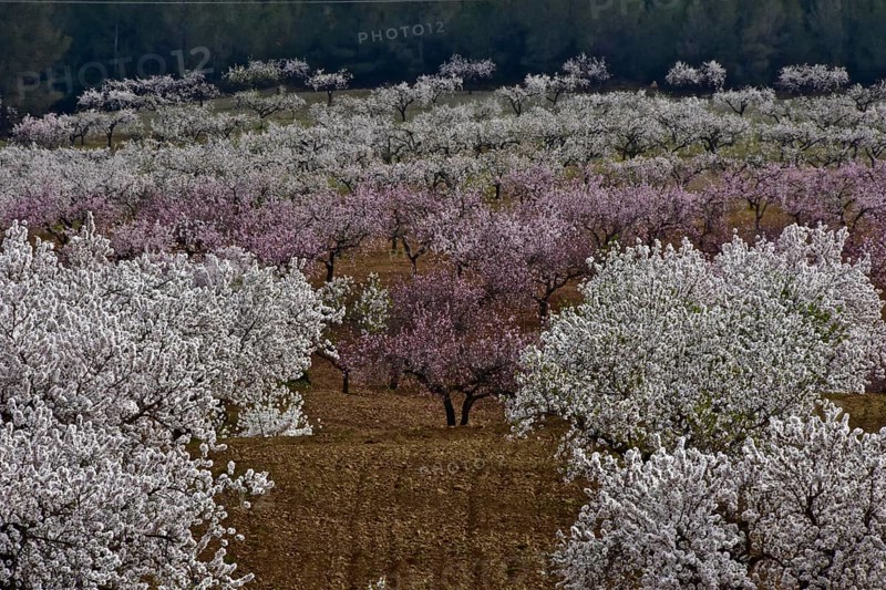 Red and white almond orchard in full bloom