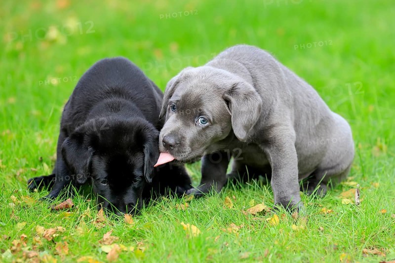 Labrador domestic dog