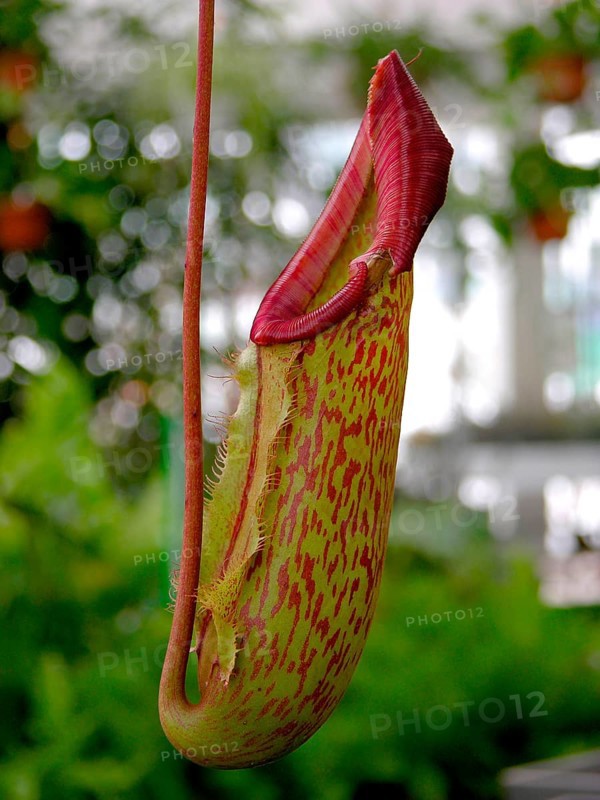 Tubular plant
