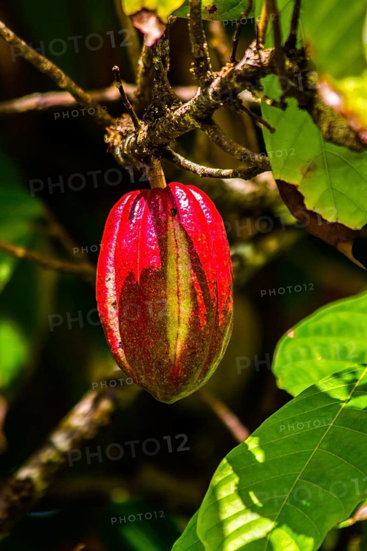 Cocoa