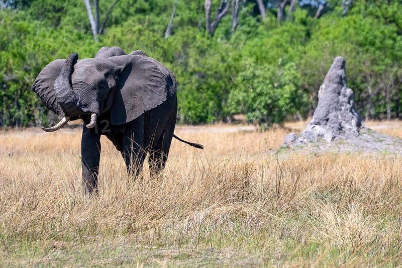 African elephant
