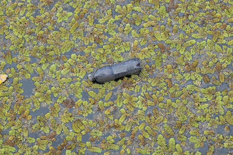 Plastic bottles swims on Floating Watermoss