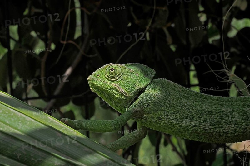 Mediterranean chameleon