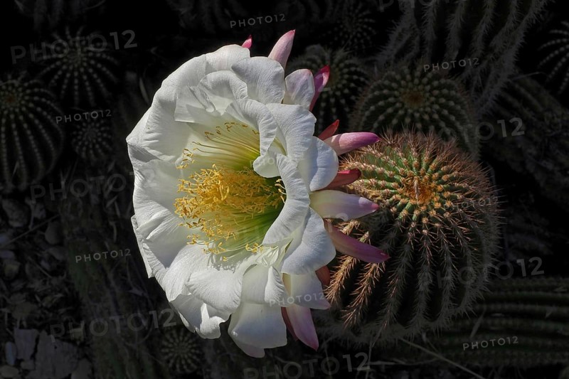 flower of queen of the night