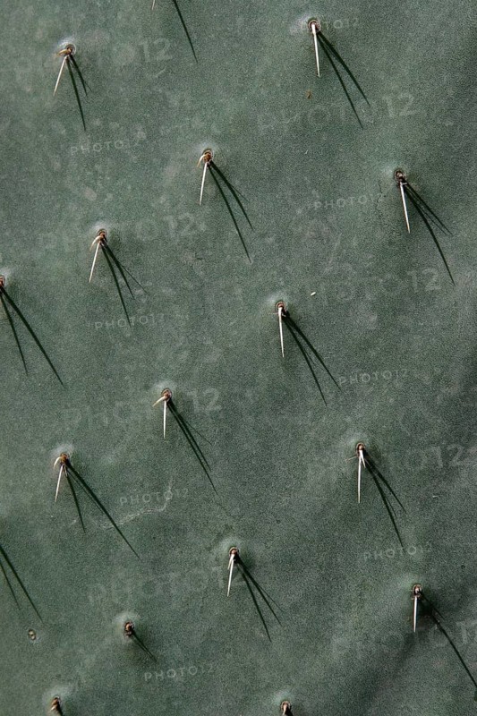 Chumbo cactus
