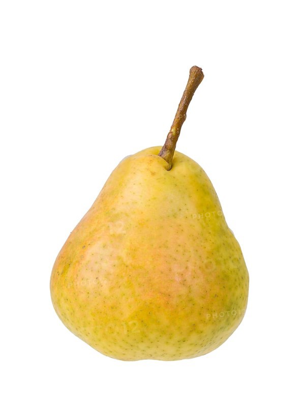 Pear variety Summer apothecary pear