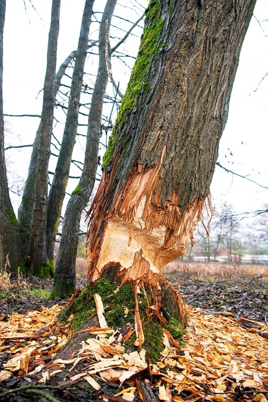 Beaver damage or gnaw marks on a tree in a small forest near a watercourse
