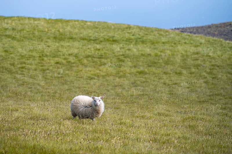 Single sheep in a meadow