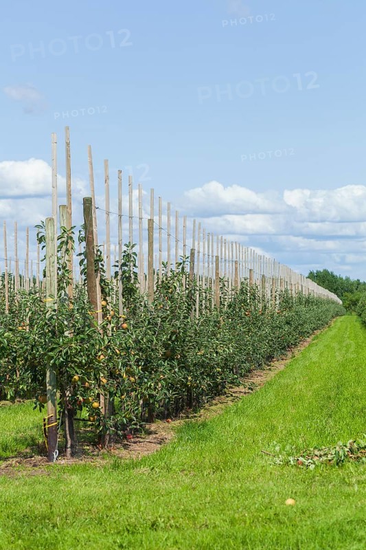 Apple orchard